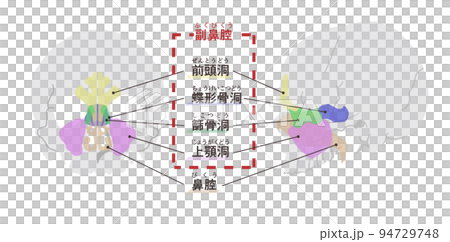 帶字母的鼻竇圖 帶字母的鼻竇圖 94729748