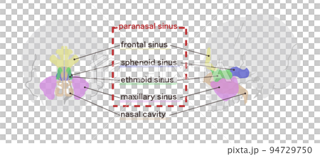 Diagram of sinuses with English letters 94729750