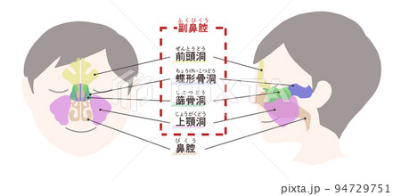 副鼻腔の図解　文字付き 94729751