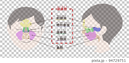 副鼻腔の図解　文字付き 94729751