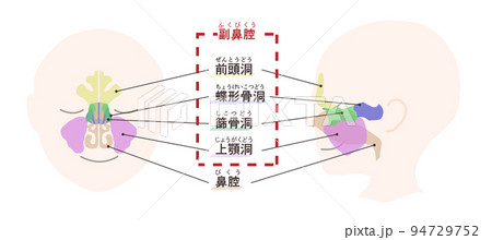 副鼻腔の図解　文字付き 94729752