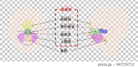 副鼻腔の図解　文字付き 94729752