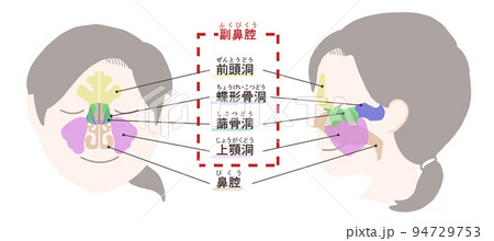副鼻腔の図解　文字付き 94729753