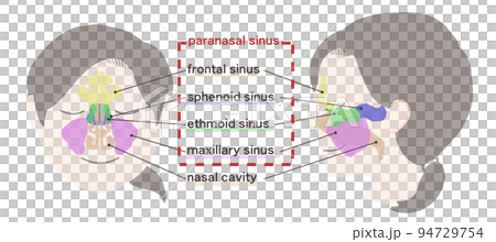 Diagram of sinuses with letters Diagram of sinuses with letters 94729754