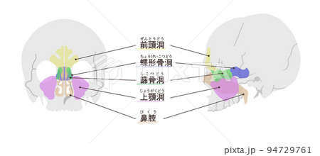 副鼻腔の図解 文字付き 副鼻腔の図解 文字付き 94729761