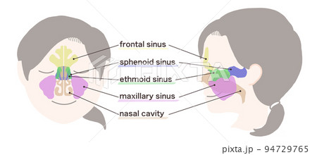 副鼻腔の図解 文字付き 副鼻腔の図解 文字付き 94729765