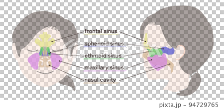 副鼻腔の図解 文字付き 副鼻腔の図解 文字付き 94729765