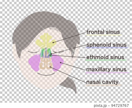 Diagram of sinuses with letters Diagram of sinuses with letters 94729767