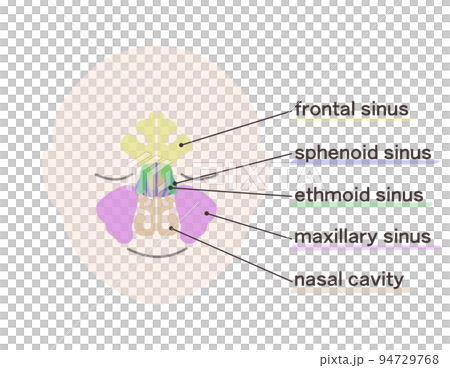 Diagram of sinuses with letters Diagram of sinuses with letters 94729768