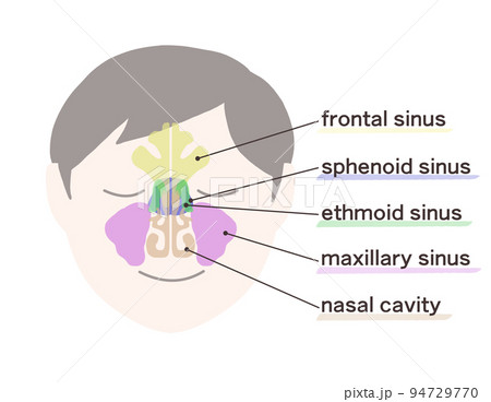 副鼻腔の図解　文字付き 94729770
