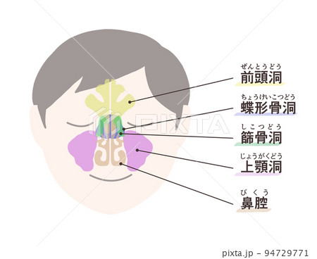 副鼻腔の図解 文字付き 副鼻腔の図解 文字付き 94729771