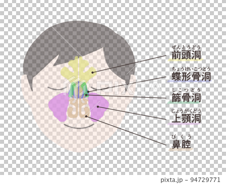 副鼻腔の図解 文字付き 副鼻腔の図解 文字付き 94729771