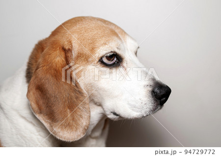 不機嫌なビーグル犬 不機嫌なビーグル犬 94729772