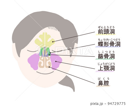 副鼻腔の図解 文字付き 副鼻腔の図解 文字付き 94729775
