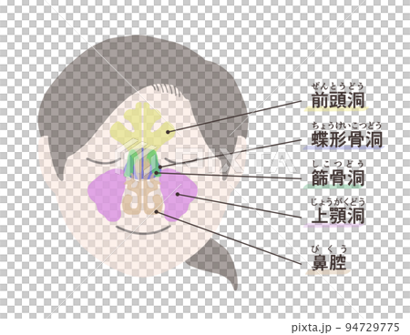 副鼻腔の図解 文字付き 副鼻腔の図解 文字付き 94729775