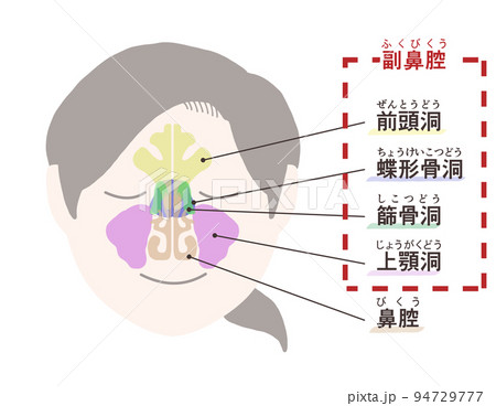 副鼻腔の図解 文字付き 副鼻腔の図解 文字付き 94729777