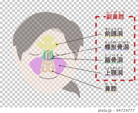 副鼻腔の図解 文字付き 副鼻腔の図解 文字付き 94729777