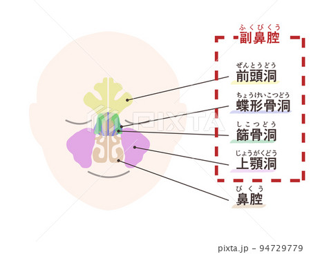 副鼻腔の図解　文字付き 94729779