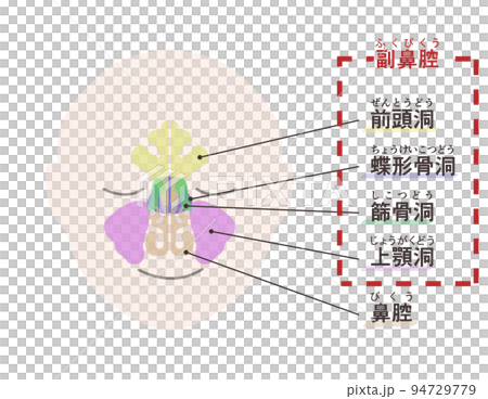 副鼻腔の図解　文字付き 94729779