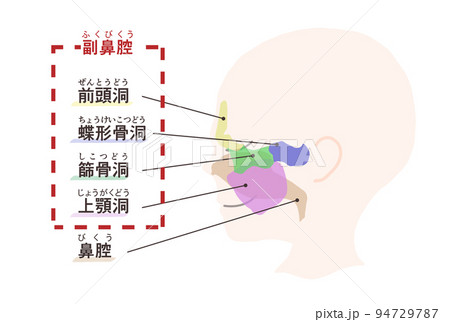 副鼻腔の図解　文字付き 94729787