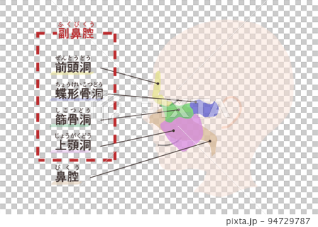 副鼻腔の図解　文字付き 94729787