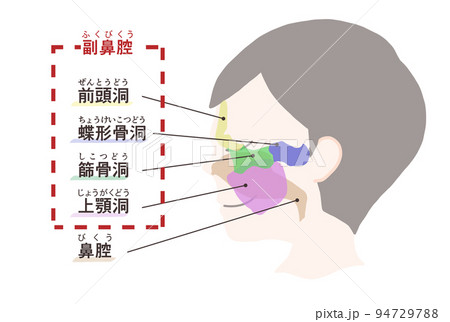 副鼻腔の図解　文字付き 94729788