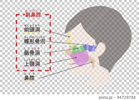 副鼻腔の図解　文字付き 94729788