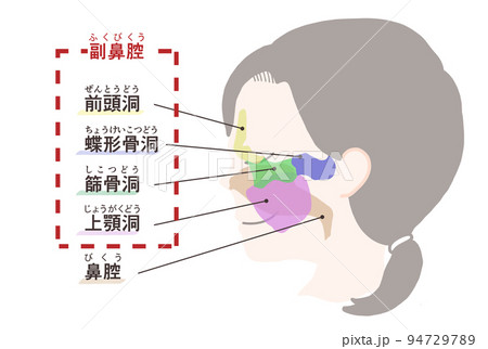 副鼻腔の図解　文字付き 94729789