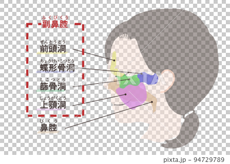 副鼻腔の図解　文字付き 94729789