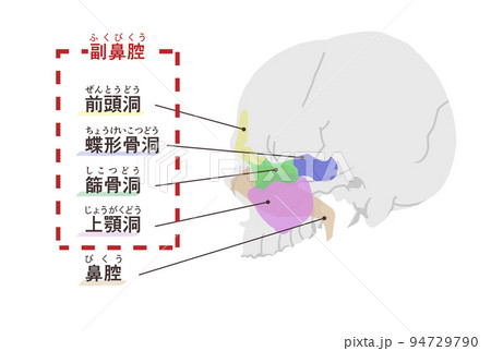 副鼻腔の図解 文字付き 副鼻腔の図解 文字付き 94729790
