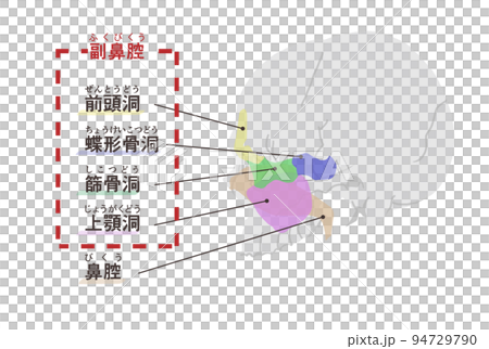 副鼻腔の図解 文字付き 副鼻腔の図解 文字付き 94729790