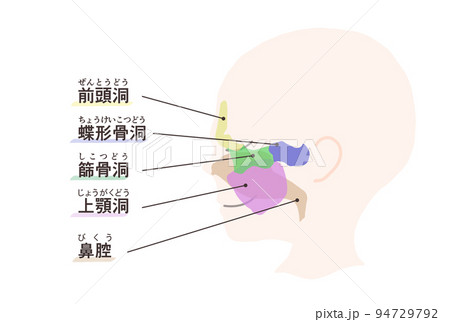副鼻腔の図解　文字付き 94729792