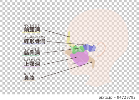 副鼻腔の図解　文字付き 94729792