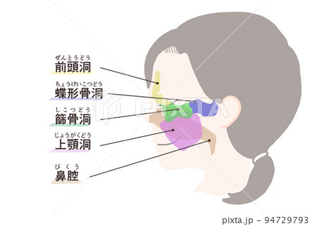 副鼻腔の図解 文字付き 副鼻腔の図解 文字付き 94729793