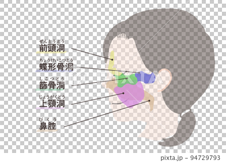 副鼻腔の図解 文字付き 副鼻腔の図解 文字付き 94729793