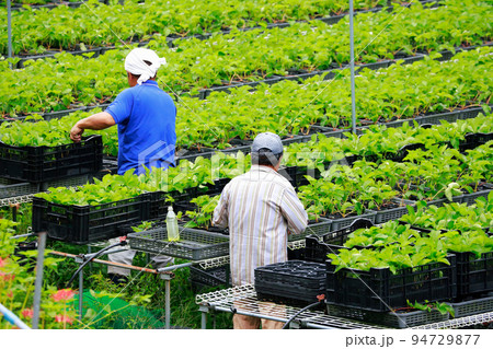 野菜の収穫 農作業 野菜の収穫 農作業 94729877