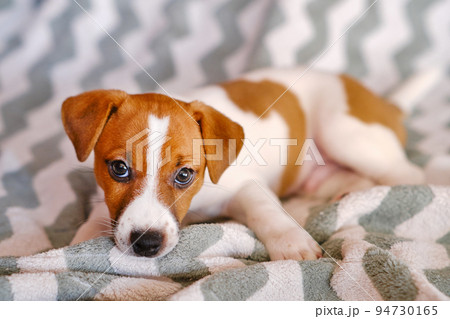 Little Jack Russell Terrier puppy playing with toy Little Jack Russell Terrier puppy playing with toy 94730165