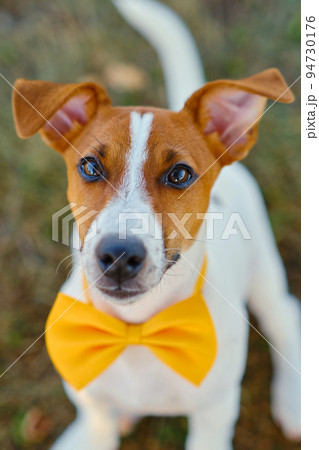 White dog with a Yellow bow tie on the green grass 94730176