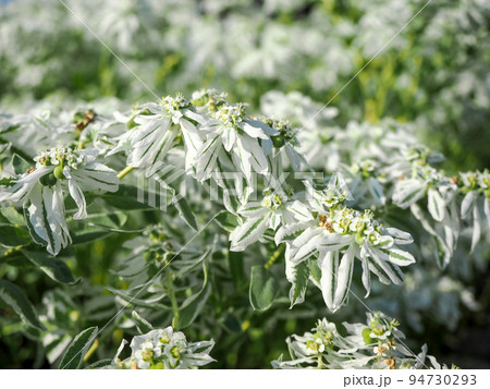 ハツユキソウのある風景 94730293