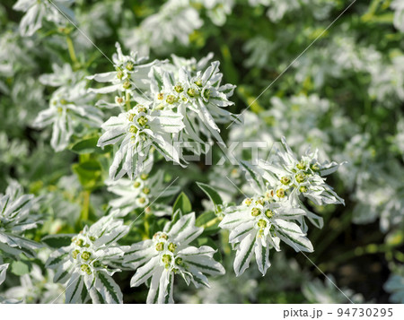ハツユキソウのある風景 94730295