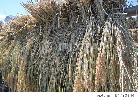 寺家ふるさと村の収穫風景 寺家ふるさと村の収穫風景 94730344