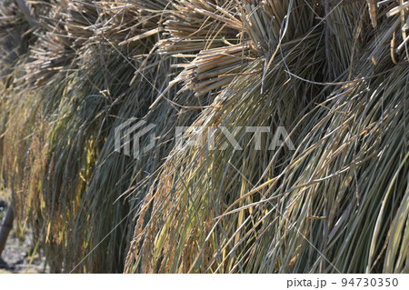 寺家ふるさと村の収穫風景 寺家ふるさと村の収穫風景 94730350