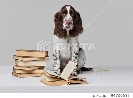 Portrait of purebred english springer spaniel dog sitting with books isolated over grey background Portrait of purebred english springer spaniel dog sitting with books isolated over grey background 94730652