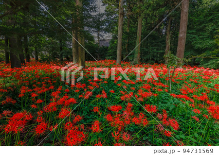 弘経寺 彼岸花 弘経寺 彼岸花 94731569