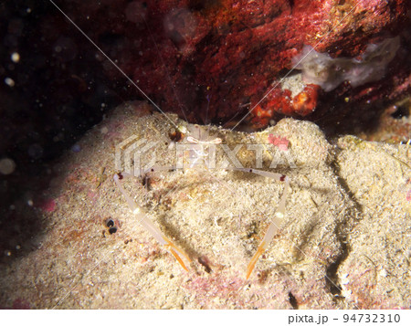 岩の影に潜むオシャレカクレエビ 94732310