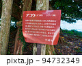 世界遺産に立つ巨木　三角西港のアコウの木（熊本県宇城市） 94732349