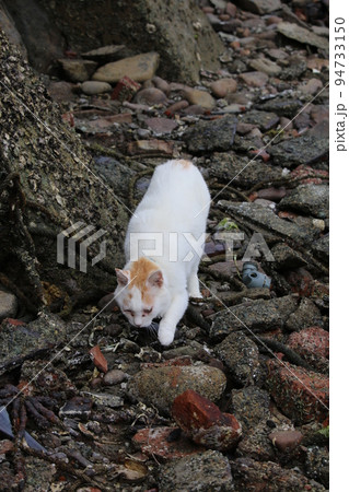 青島の猫 94733150