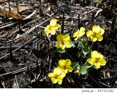春の阿蘇山 野焼きの後に咲くキスミレ Viola orientalis 春の阿蘇山 野焼きの後に咲くキスミレ Viola orientalis 94733382