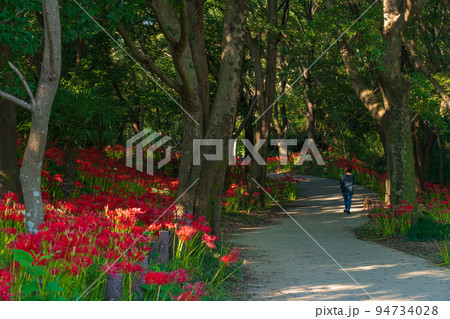 ワイルドネイチャープラザ、満開の彼岸花〈愛知県稲沢市〉 ワイルドネイチャープラザ、満開の彼岸花〈愛知県稲沢市〉 94734028