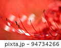 曼珠沙華の花弁を登るアリ 94734266